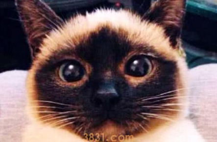 猫咪脸蛋渐渐变黑,女子将它送去医院检查,医生的话让他傻眼了(图1)