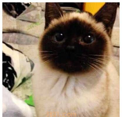 猫咪脸蛋渐渐变黑,女子将它送去医院检查,医生的话让他傻眼了(图2)