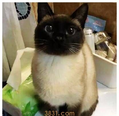 猫咪脸蛋渐渐变黑,女子将它送去医院检查,医生的话让他傻眼了(图3)