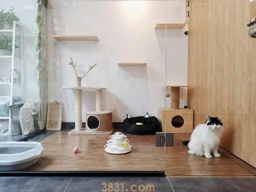 “把猫咪送给朋友养,猫咪逃跑了”,猫咪被遗弃会很难过(图1)