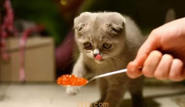 如何让猫咪健康快乐地度过夏天,是一门大学问(图1)