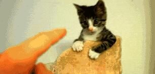 网友下班发现楼下聚着人,望上去才发现是自家的猫在招人:来接你(图2)