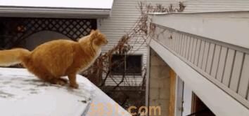 网友下班发现楼下聚着人,望上去才发现是自家的猫在招人:来接你(图1)