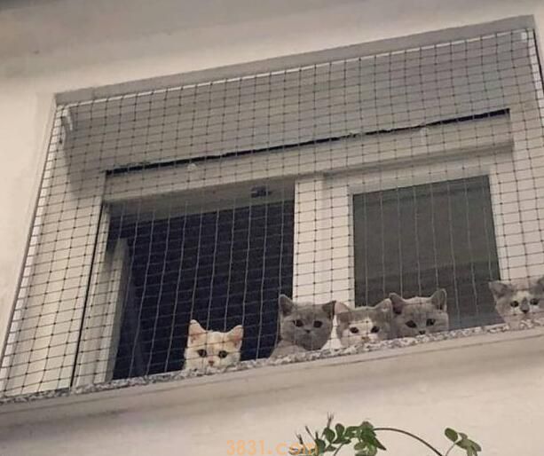网友下班发现楼下聚着人,望上去才发现是自家的猫在招人:来接你(图3)