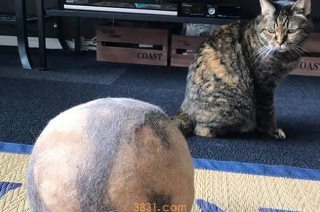 网友下班发现楼下聚着人,望上去才发现是自家的猫在招人:来接你(图4)