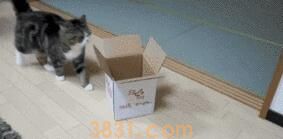 网友下班发现楼下聚着人,望上去才发现是自家的猫在招人:来接你(图5)