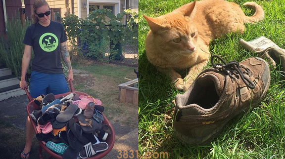 脚味癖萌猫专偷邻居鞋子 主人说 一车战利品 欢迎认领(图1)