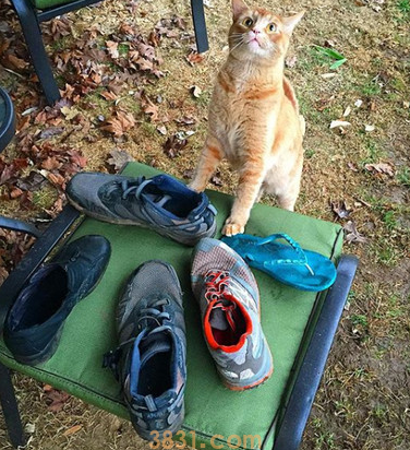 脚味癖萌猫专偷邻居鞋子 主人说 一车战利品 欢迎认领(图2)