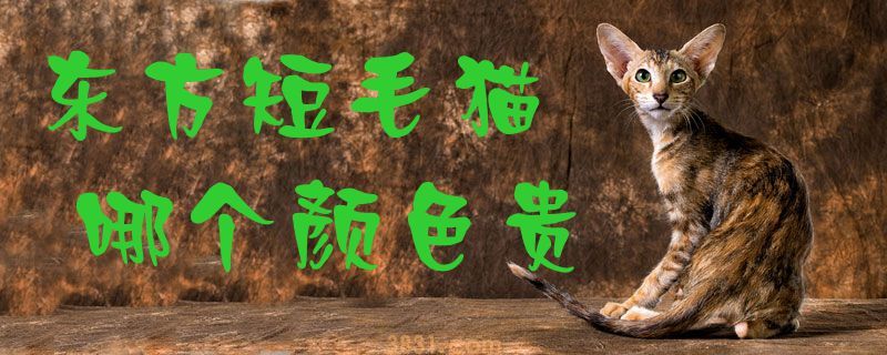 东方短毛猫哪个颜色贵(图1)