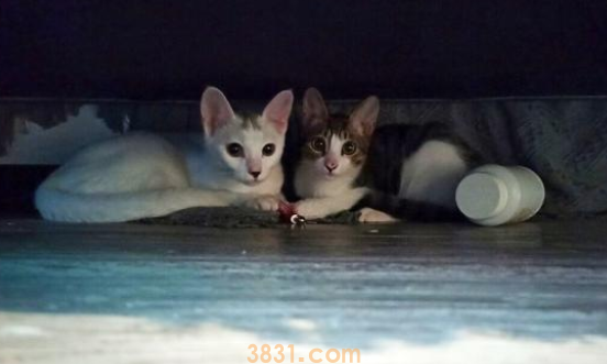 大半夜,铲屎官被怪声吵醒,发现床底下竟多了只猫!(图1)