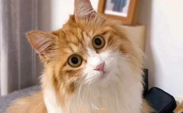 大半夜,铲屎官被怪声吵醒,发现床底下竟多了只猫!(图2)