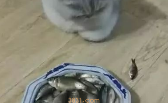 一盘小鱼摆猫咪面前,结果猫咪全程面无表情(图1)