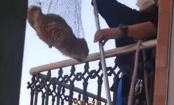 被困空置房屋阳台的橘猫太可怜了(图2)