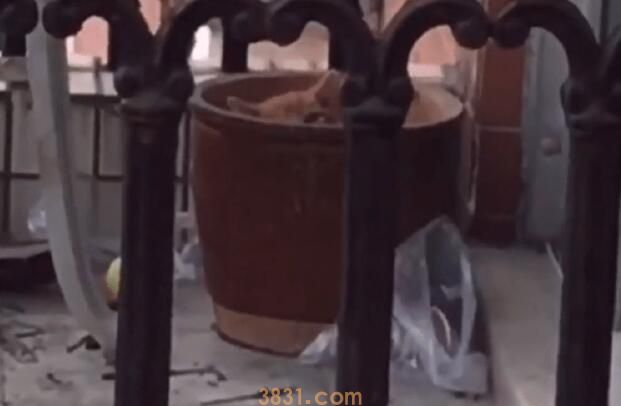 被困空置房屋阳台的橘猫太可怜了(图1)