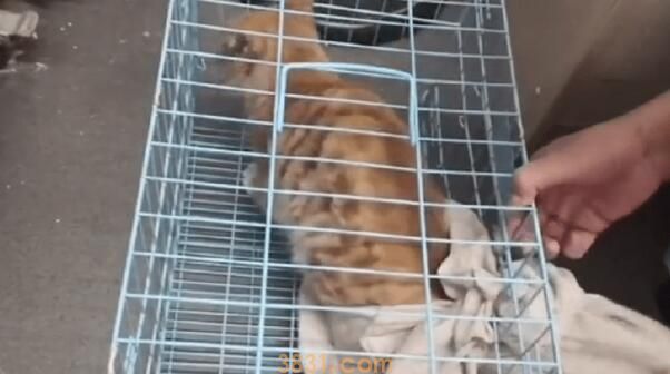 被困空置房屋阳台的橘猫太可怜了(图3)