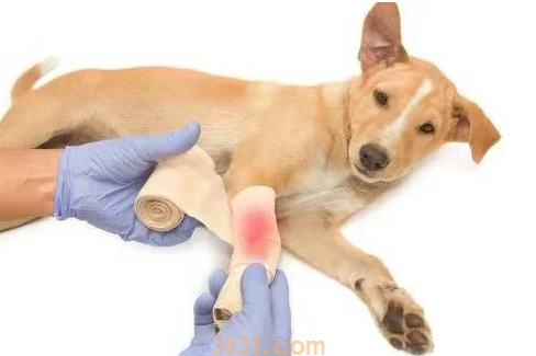 狗狗骨折吃什么药促进骨骼(图1)