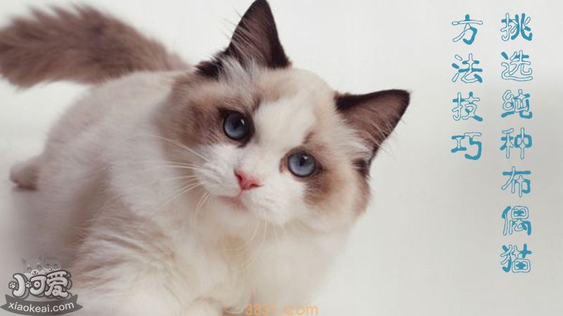 挑选纯种拉布拉多布偶猫方法技巧(图1)