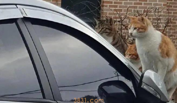 正准备去取车时,发现玻璃前坐了3只猫:这是几个意思啊?(图1)