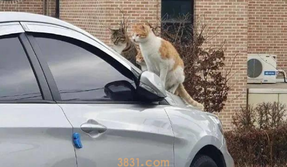 正准备去取车时,发现玻璃前坐了3只猫:这是几个意思啊?(图2)
