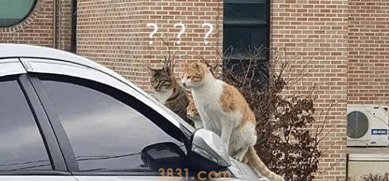 正准备去取车时,发现玻璃前坐了3只猫:这是几个意思啊?(图3)