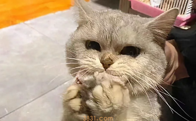 猫咪被寄养在宠物店,几天后老板发来消息:赶紧来接走你的猫(图2)