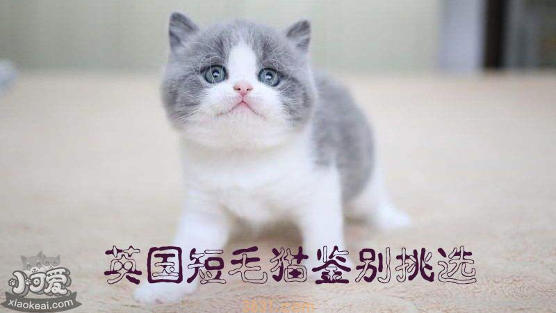 英国短毛猫鉴别看中(图1)
