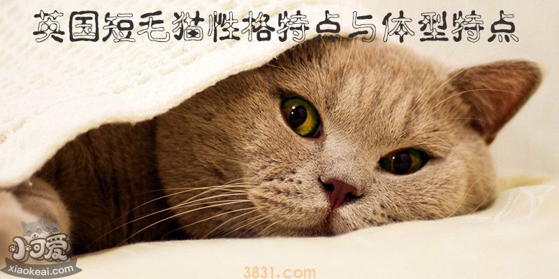 英国短毛猫性格特点与体型特点(图1)