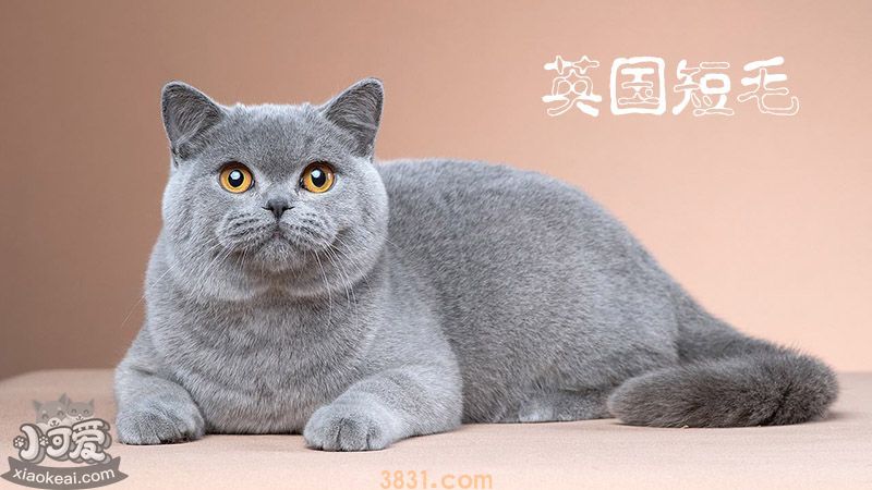 英国短毛猫简介(图1)
