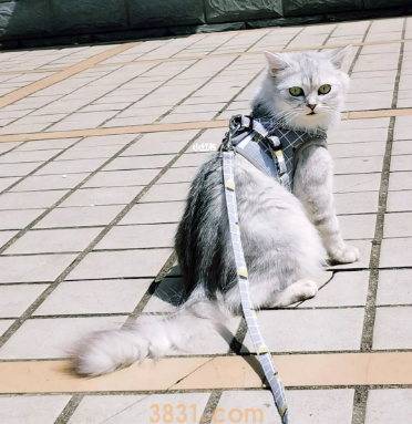 【养猫干货分享】含泪交了智商税后…(图1)