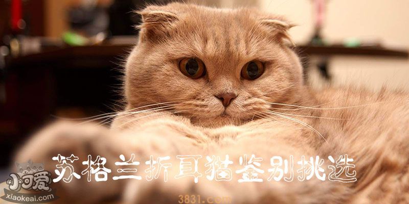 苏格兰折耳猫简单鉴别看中(图1)
