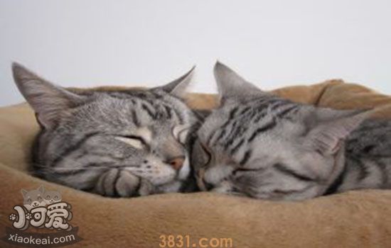 吊兰对猫会中毒吗(图2)