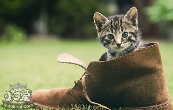 养猫的好处和坏处所了解这些个再决定是否需要养猫(图1)