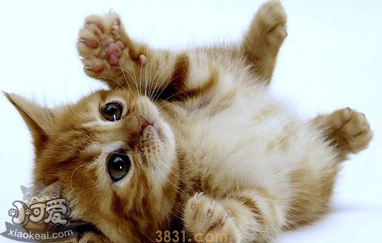 养猫的好处和坏处所了解这些个再决定是否需要养猫(图2)