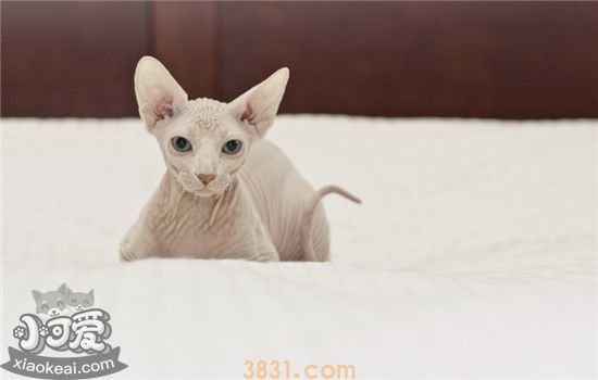 有什么猫掉毛少以外无毛猫另外有什么你选择(图1)