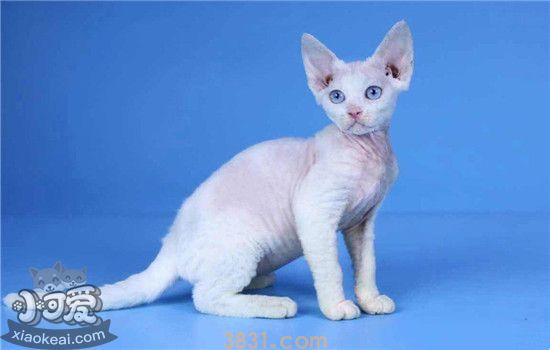 有什么猫掉毛少以外无毛猫另外有什么你选择(图2)