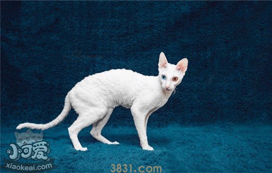 有什么猫掉毛少以外无毛猫另外有什么你选择(图3)