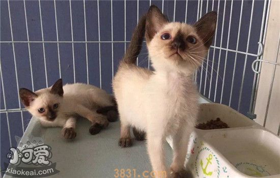 有什么猫掉毛少以外无毛猫另外有什么你选择(图4)