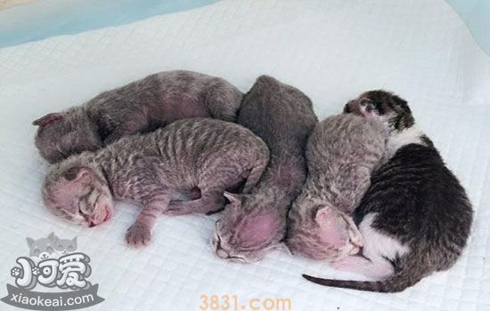 纯种美短特征(图4)