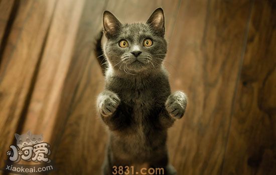 纯种美短特征(图3)