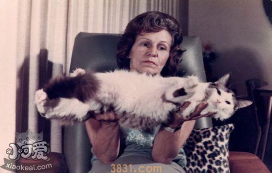 布偶猫是什么呢猫杂交品种的(图1)