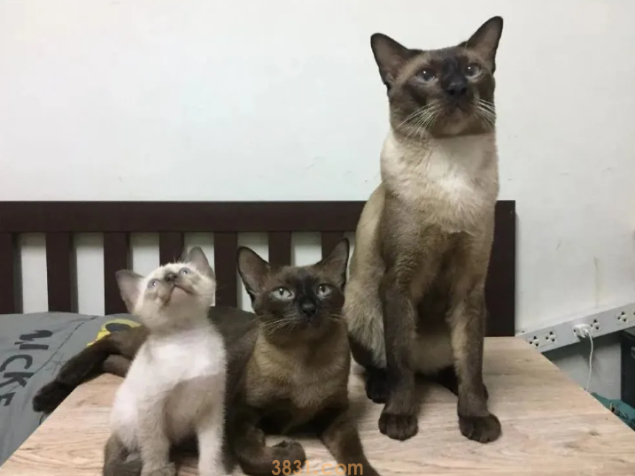 3只暹罗猫里有一只很白,以为长大不会糊,可看到它爸妈后(图2)