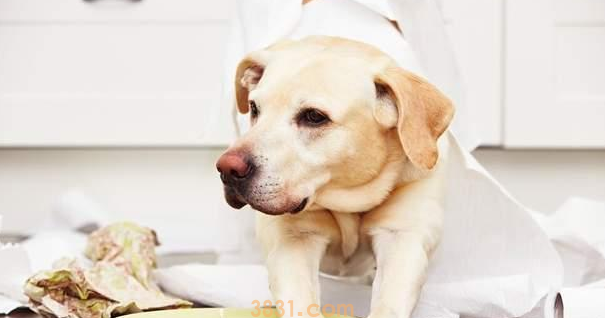 金毛救了橘猫,一年后竟得帮她照顾5只宝宝,狗子:世事难预料(图1)