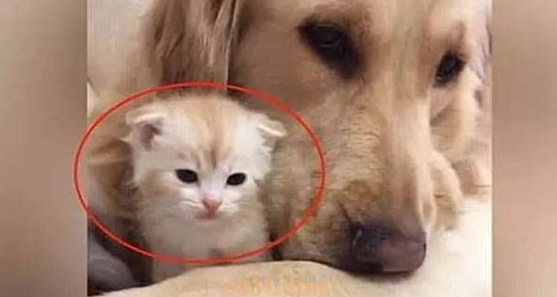 金毛救了橘猫,一年后竟得帮她照顾5只宝宝,狗子:世事难预料(图5)