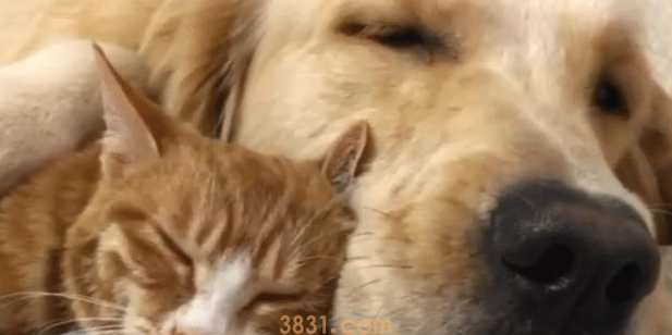 金毛救了橘猫,一年后竟得帮她照顾5只宝宝,狗子:世事难预料(图3)