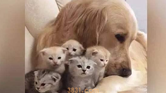 金毛救了橘猫,一年后竟得帮她照顾5只宝宝,狗子:世事难预料(图4)