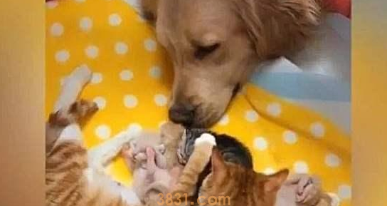 金毛救了橘猫,一年后竟得帮她照顾5只宝宝,狗子:世事难预料(图6)