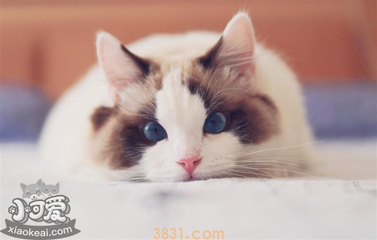 猫咪死了该怎么办啊(图1)