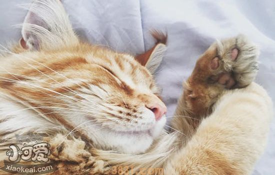 猫咪来月经吗(图1)