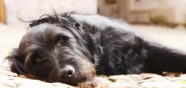 狗狗不吃东西还呕吐没精神怎么办(图1)