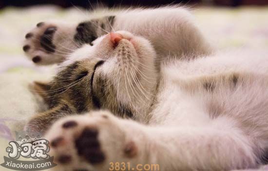 猫走路不稳像喝多一样(图2)